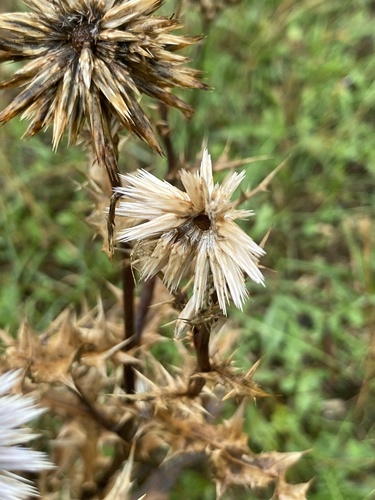 Echinops ritro