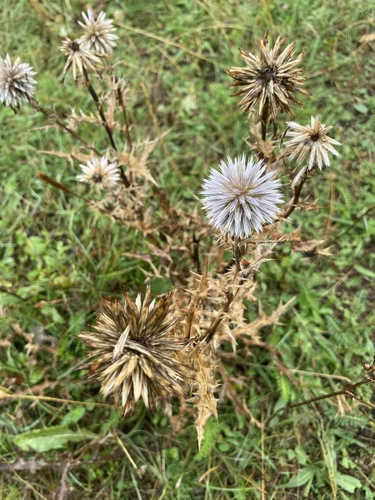 Echinops ritro