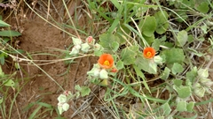 Sphaeralcea lindheimeri