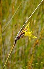 Bobartia rufa