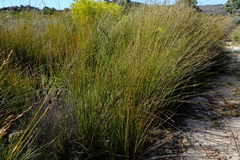 Bobartia rufa