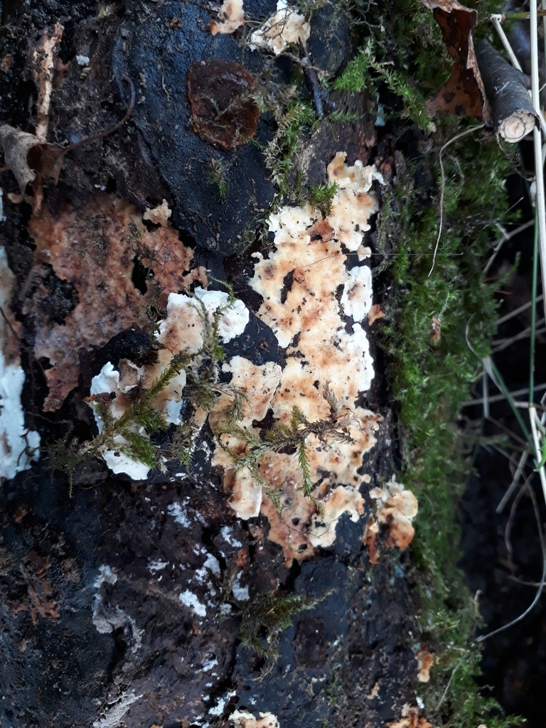 Antrodiella faginea