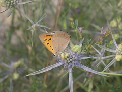 Eryngium caeruleum