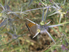 Eryngium caeruleum