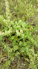 Sphaeralcea lindheimeri
