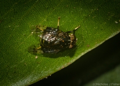 Scholastinae