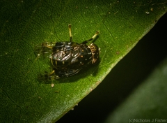 Scholastinae