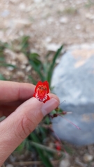 Penstemon barbatus torreyi