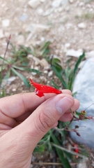 Penstemon barbatus torreyi