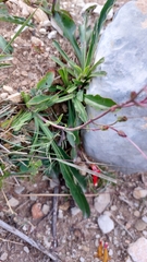 Penstemon barbatus torreyi