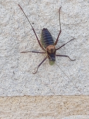 Parasteropleurus perezii
