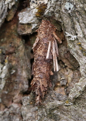 Acanthopsyche atra