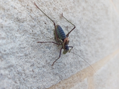 Parasteropleurus perezii