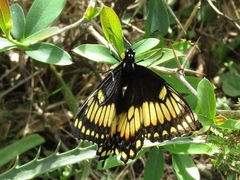 Papilio hellanichus