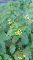 Galinsoga quadriradiata