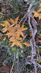 Quercus saltillensis