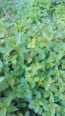 Galinsoga quadriradiata