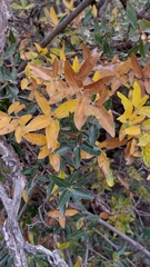 Quercus saltillensis