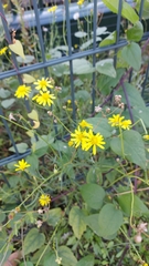 Senecio inaequidens