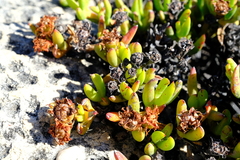 Esterhuysenia inclaudens