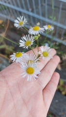 Erigeron annuus