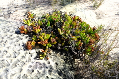 Esterhuysenia inclaudens