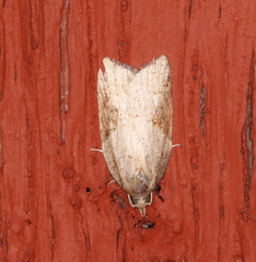 Acleris aspersana