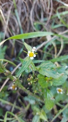 Galinsoga quadriradiata