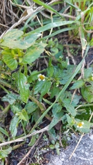 Galinsoga quadriradiata