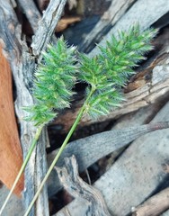 Tribolium hispidum