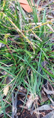 Tribolium hispidum