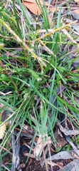Tribolium hispidum