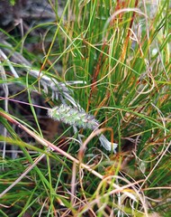 Tribolium hispidum