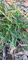 Tribolium hispidum