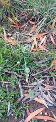 Tribolium hispidum