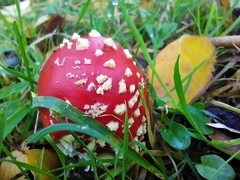 Amanita muscaria
