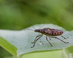 Eupaleopada concinna
