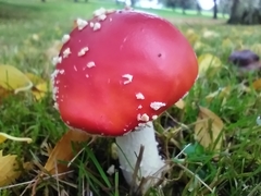 Amanita muscaria