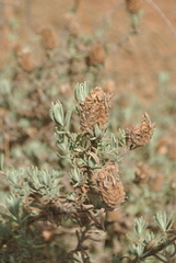 Lavandula stoechas