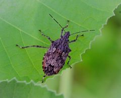 Eupaleopada concinna