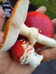 Amanita muscaria