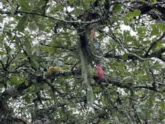 Tillandsia macdougallii