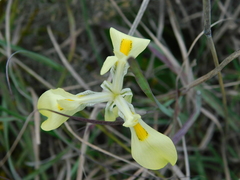 Moraea fugax