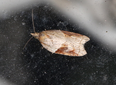 Acleris comariana