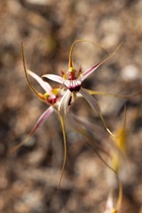 Caladenia × cala