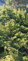 Juniperus communis hemisphaerica