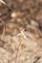 Caladenia × cala