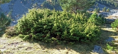 Juniperus communis hemisphaerica