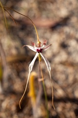 Caladenia × cala