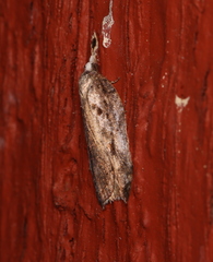 Acleris cristana